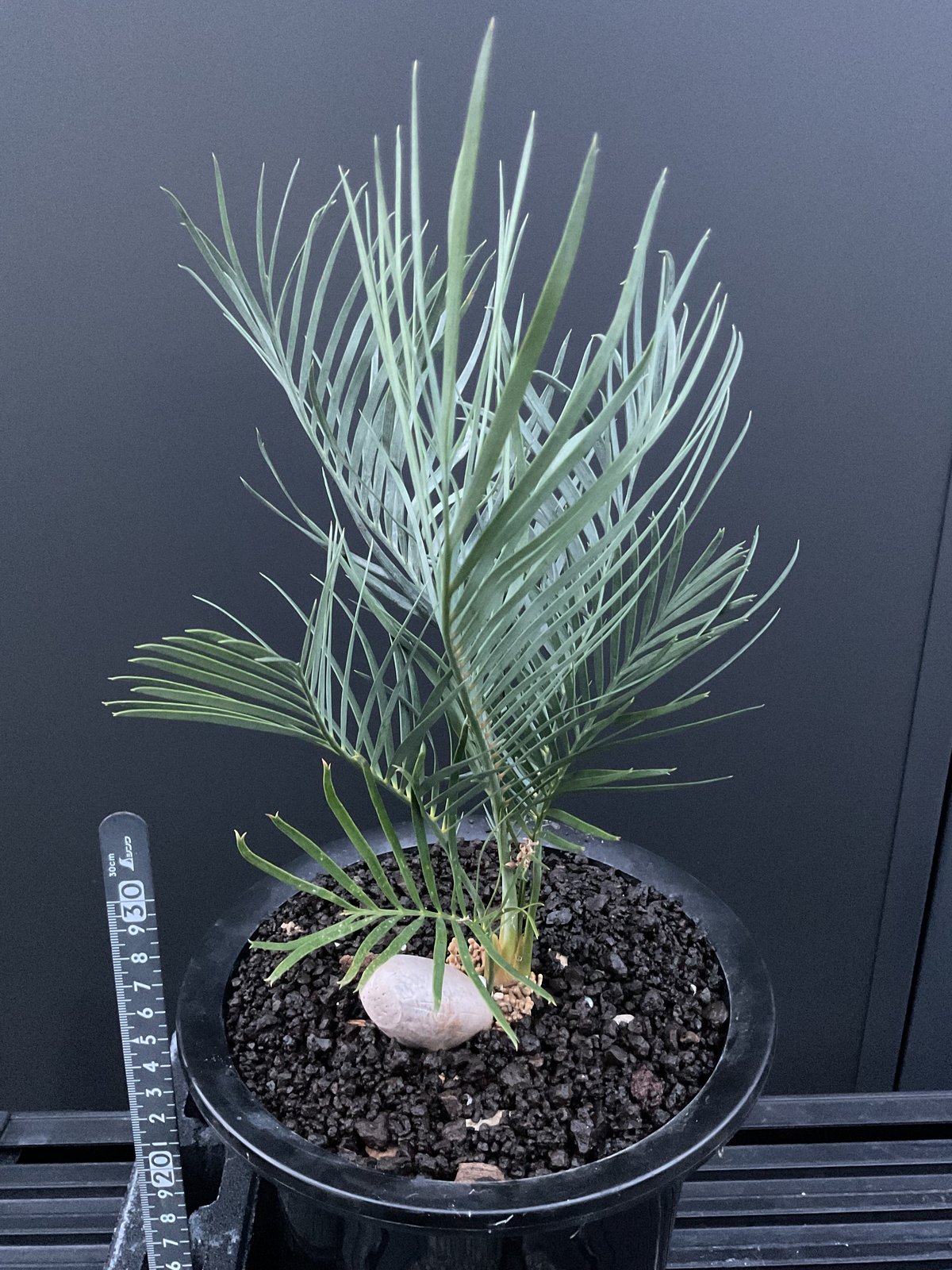 マクロザミア・マクドンネリー（Macrozamia macdonnellii） | Sun・S