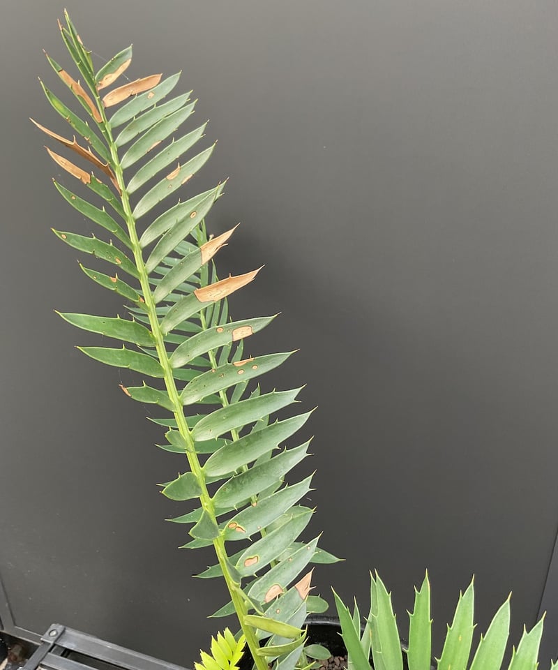 エンセファラルトス・トリスピノーサス ET-02 Encephalartos trispin