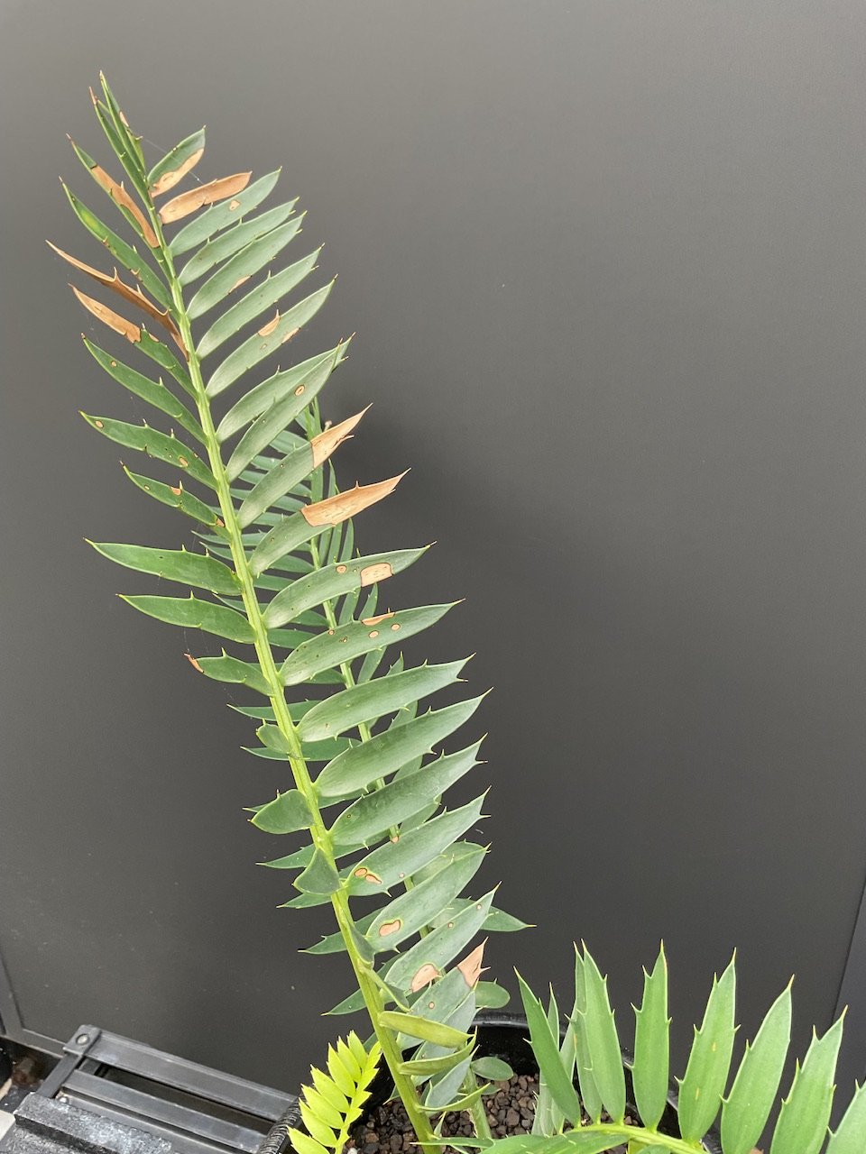 エンセファラルトス・トリスピノーサス ET-02 Encephalartos trispin