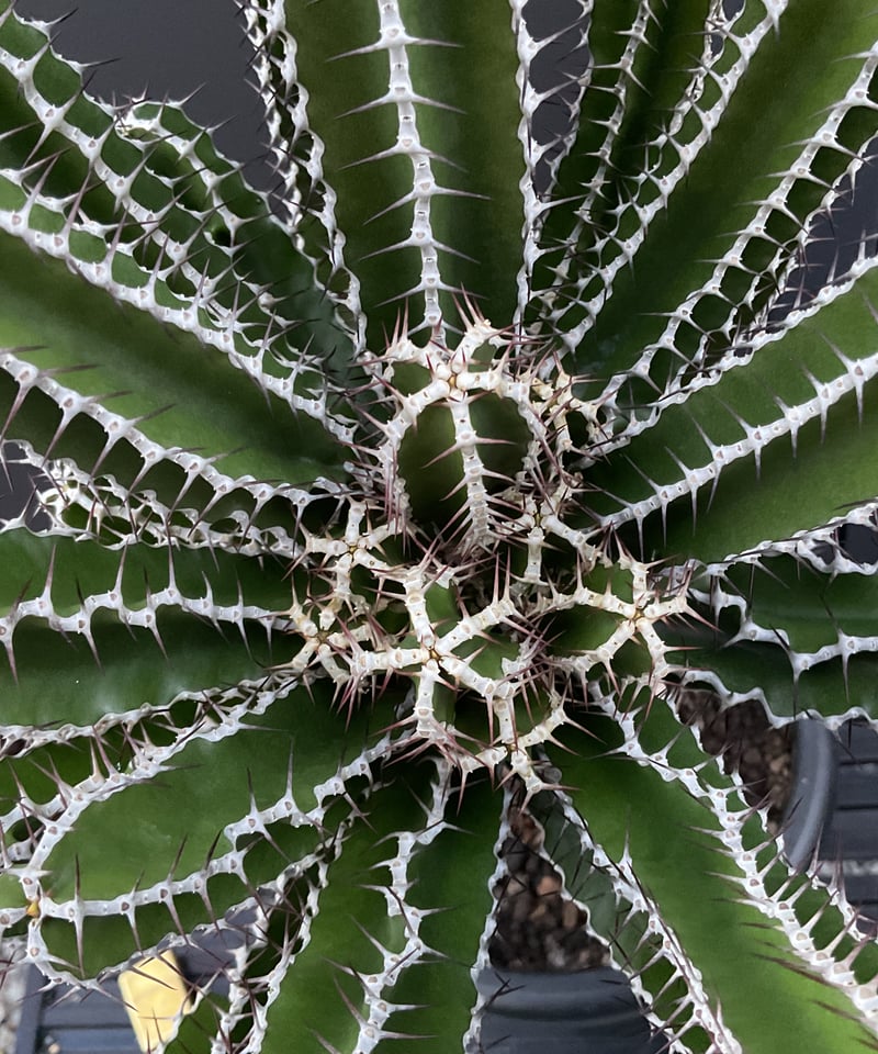 ぬ*ん様 ユーフォルビア　ムランジーナ　３ ぬ*ん様 ユーフォルビア ムランジーナ 3 ユーフォルビア