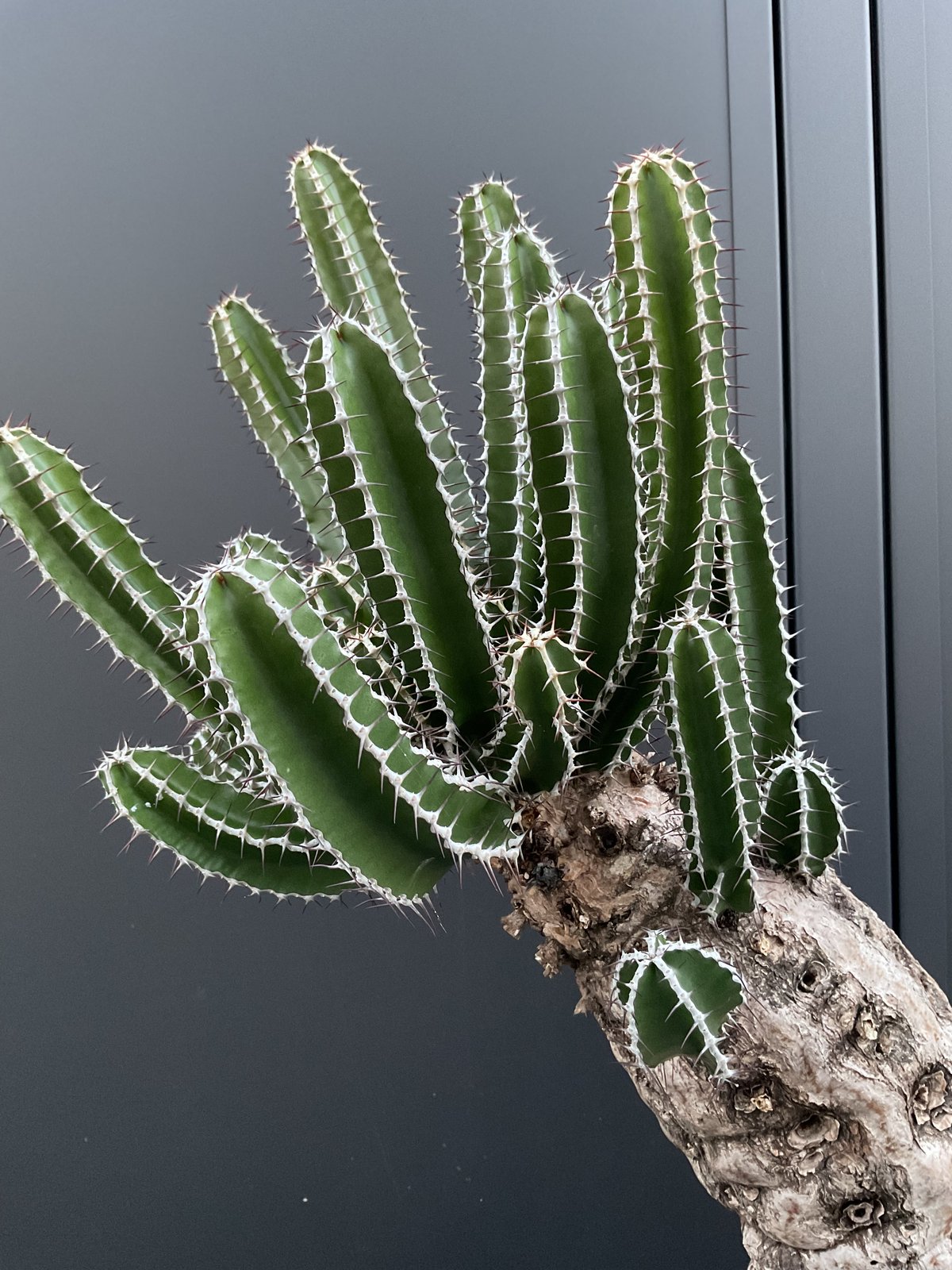 ユーフォルビア・ムランジーナ 03 | Sun・Shepherd