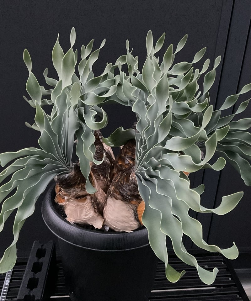 ブーファン・ハエマンソイデス 多頭 | Sun・Shepherd