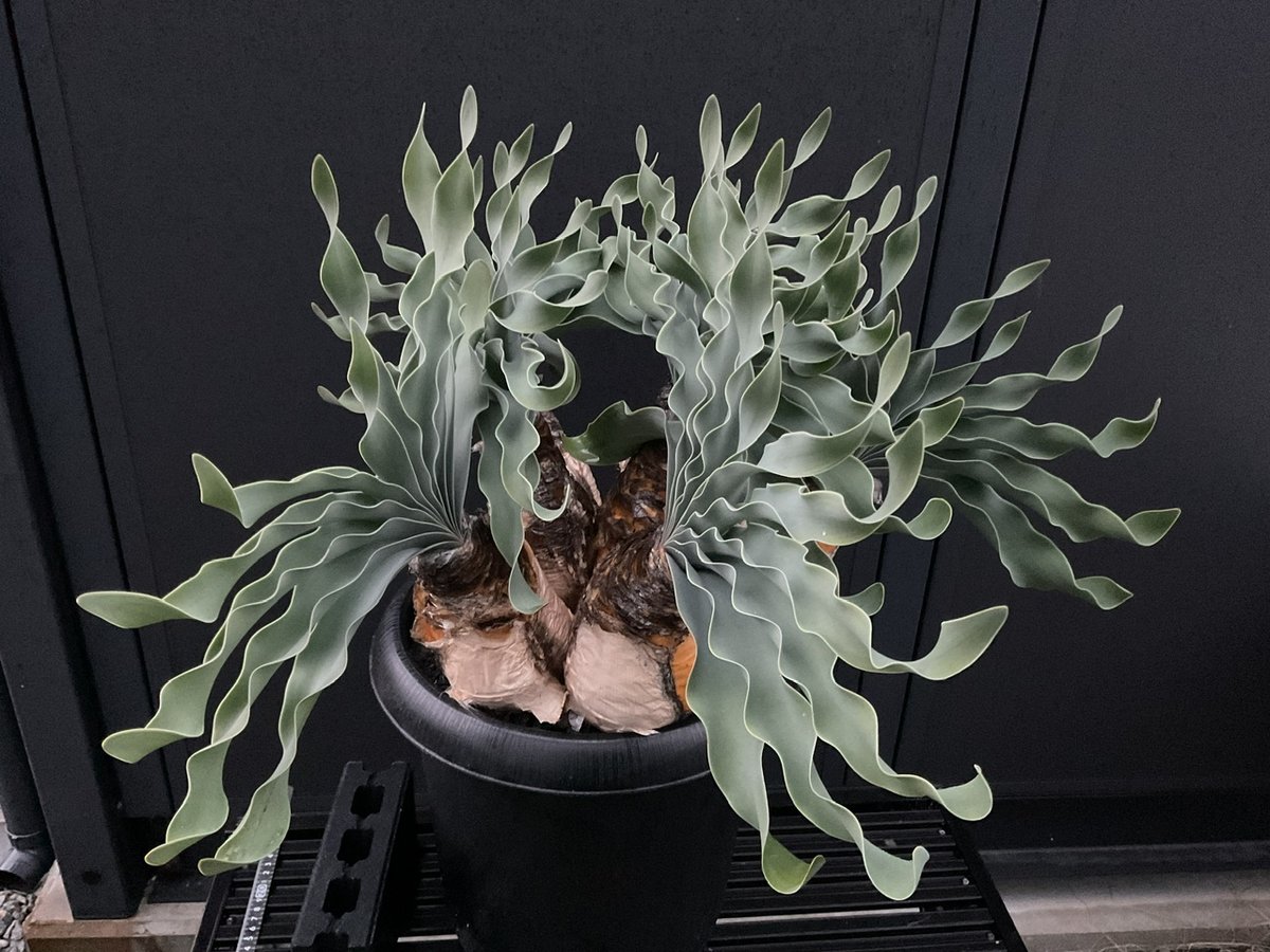 ブーファン・ハエマンソイデス 多頭 | Sun・Shepherd