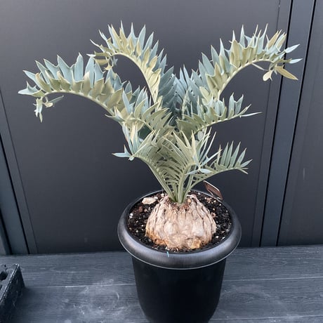 エンセファラルト ホリダス1 輸入株] エンセファラルトス ホリダス Encephalartos horridus（1