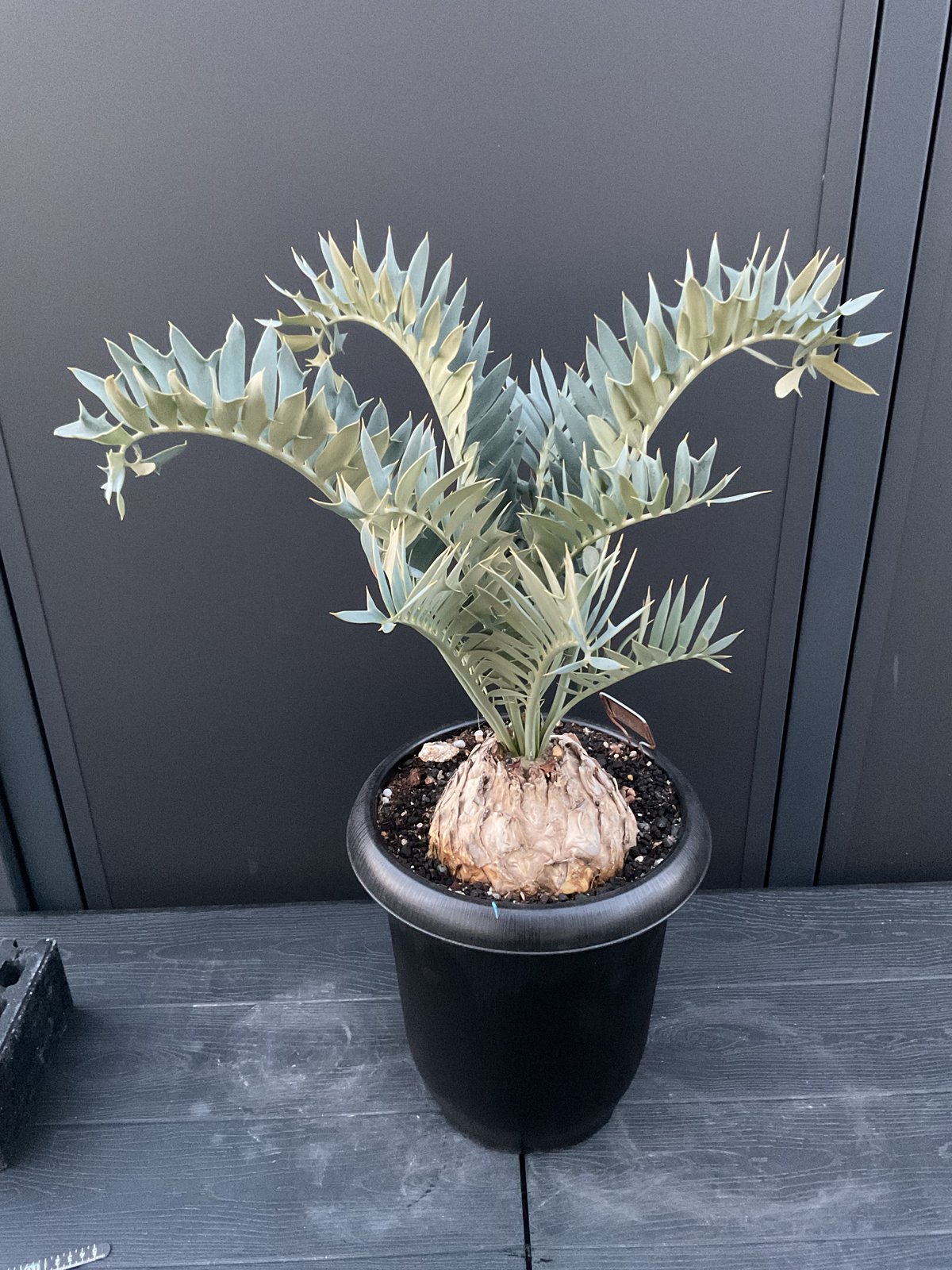 エンセファルトス　ホリダス　17 エンセファラルトス・ホリダス 08 Encephalartos horridus | Sun