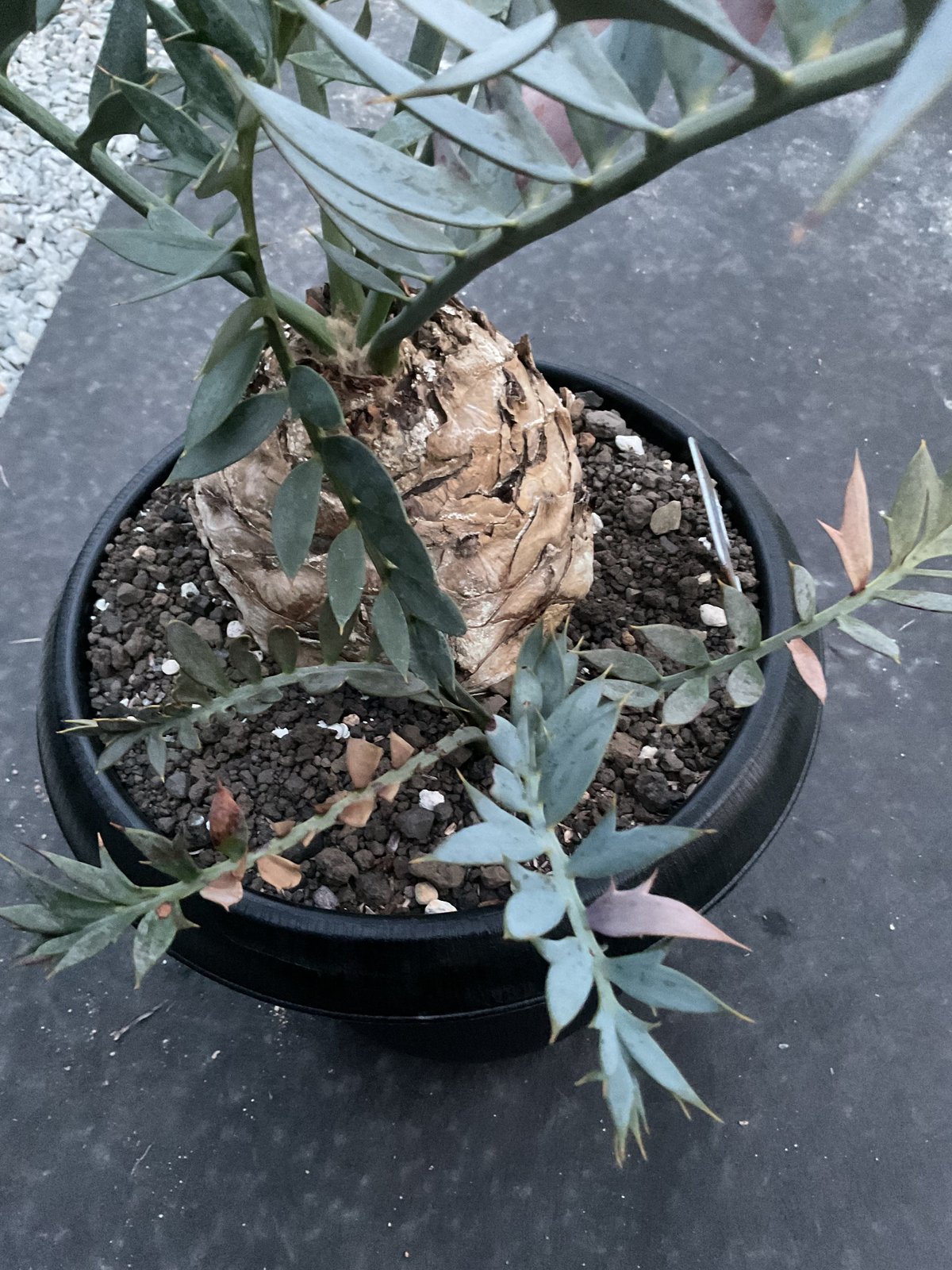 エンセファラルトス・ホリダス 03 Encephalartos horridus | Sun