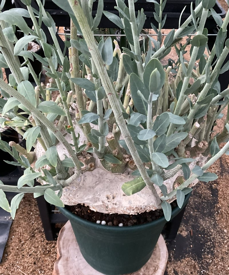 アデニア　ペチュエリー アデニア ペチュエリー Adenia pechuelii 20230908 | SPG 'for sale'