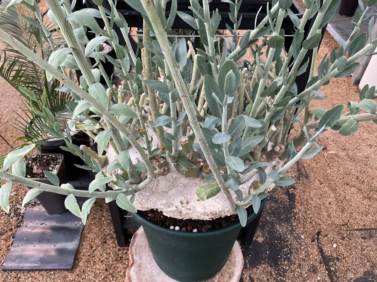 アデニア・ぺチェリー | Sun・Shepherd