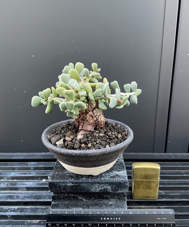 ケラリア・ピグマエア 03 | Sun・Shepherd