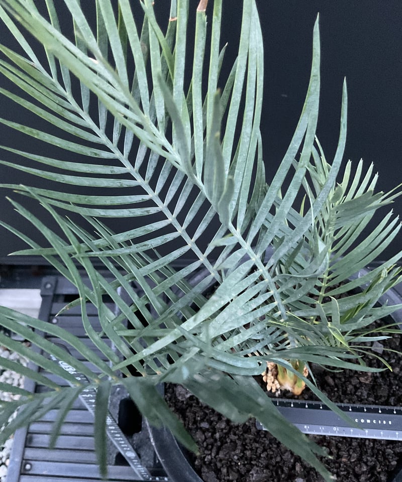 マクロザミア マクドンネリー