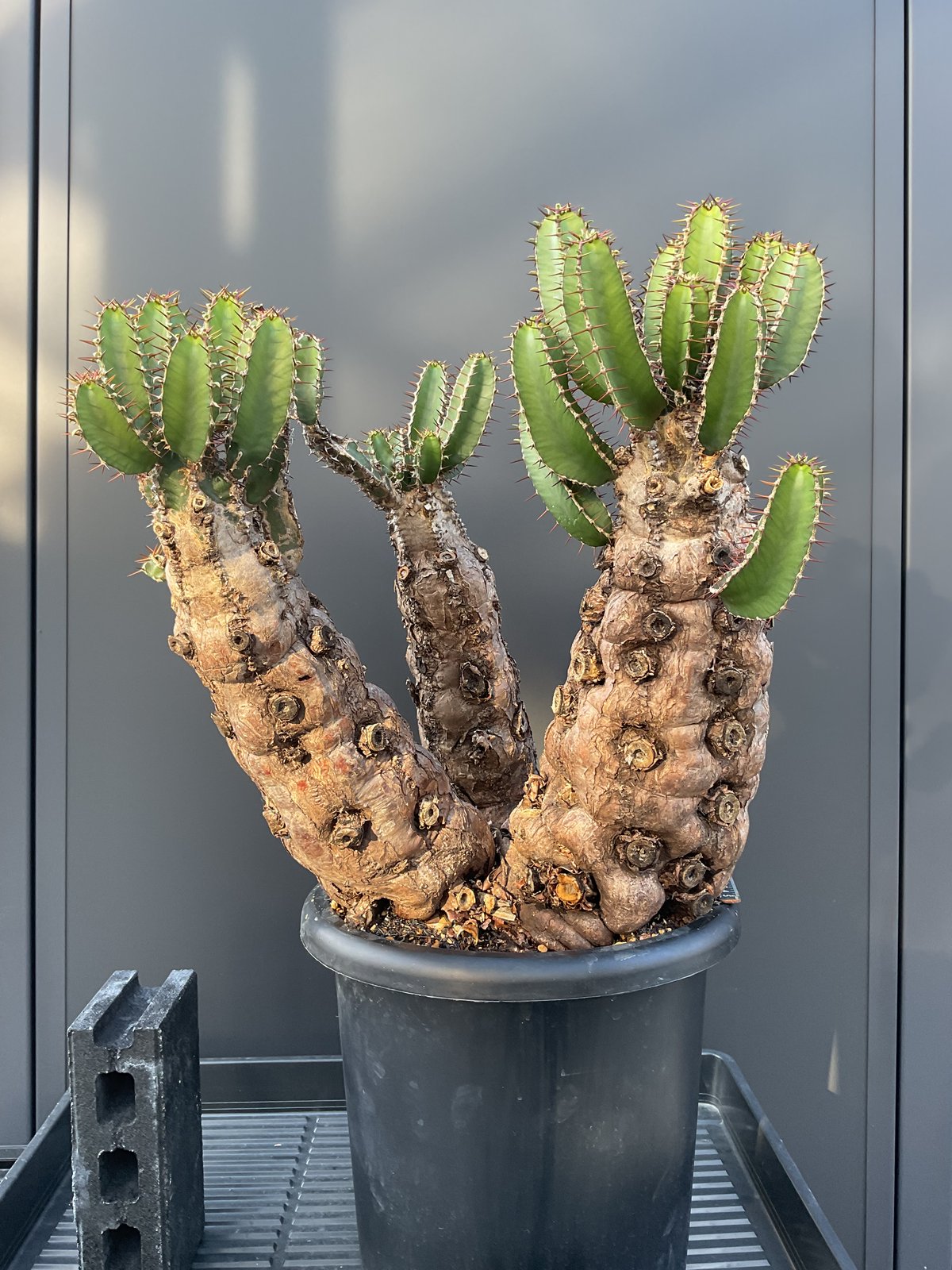 fit=scale-down,w=1200