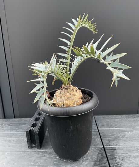 エンセファラルトス・ホリダス　15  Encephalartos horridus