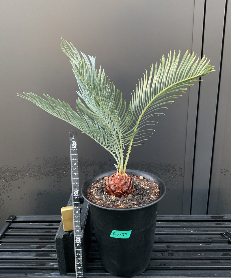 CATEGORY Cycas. Encephalartos蘇轍 | Sun・Shepherd