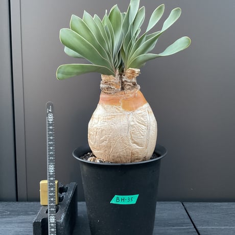 ブーファンハエマンソイデス | STORES