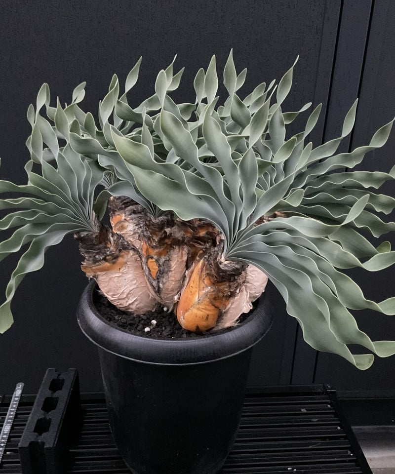 ブーファン・ハエマンソイデス 多頭 | Sun・Shepherd