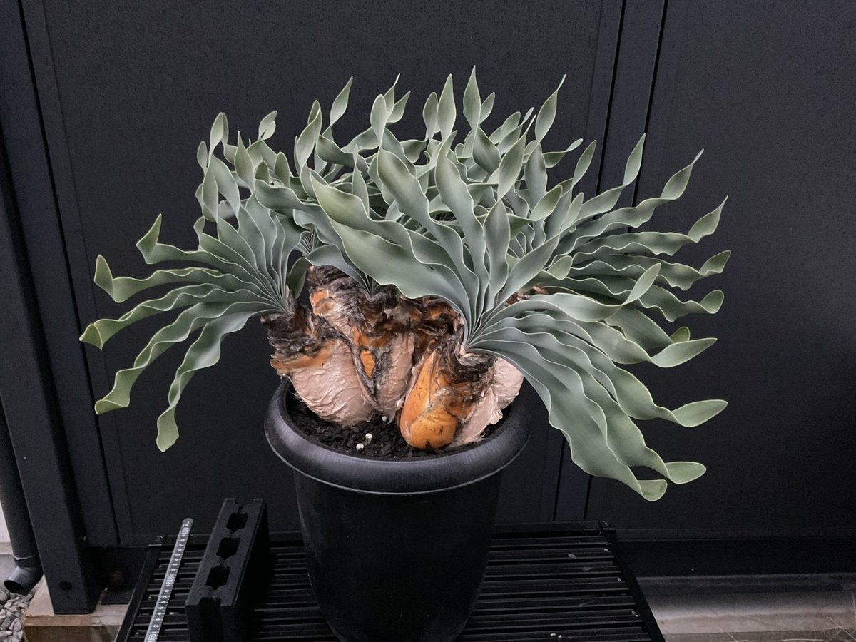 ブーファン・ハエマンソイデス 多頭 | Sun・Shepherd