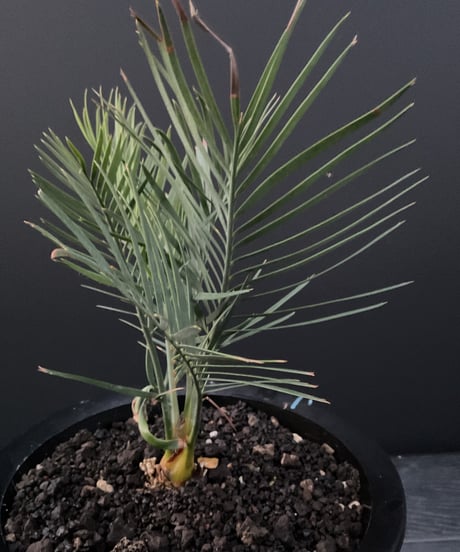 マクロザミア・マクドンネリー（Macrozamia macdonnellii）