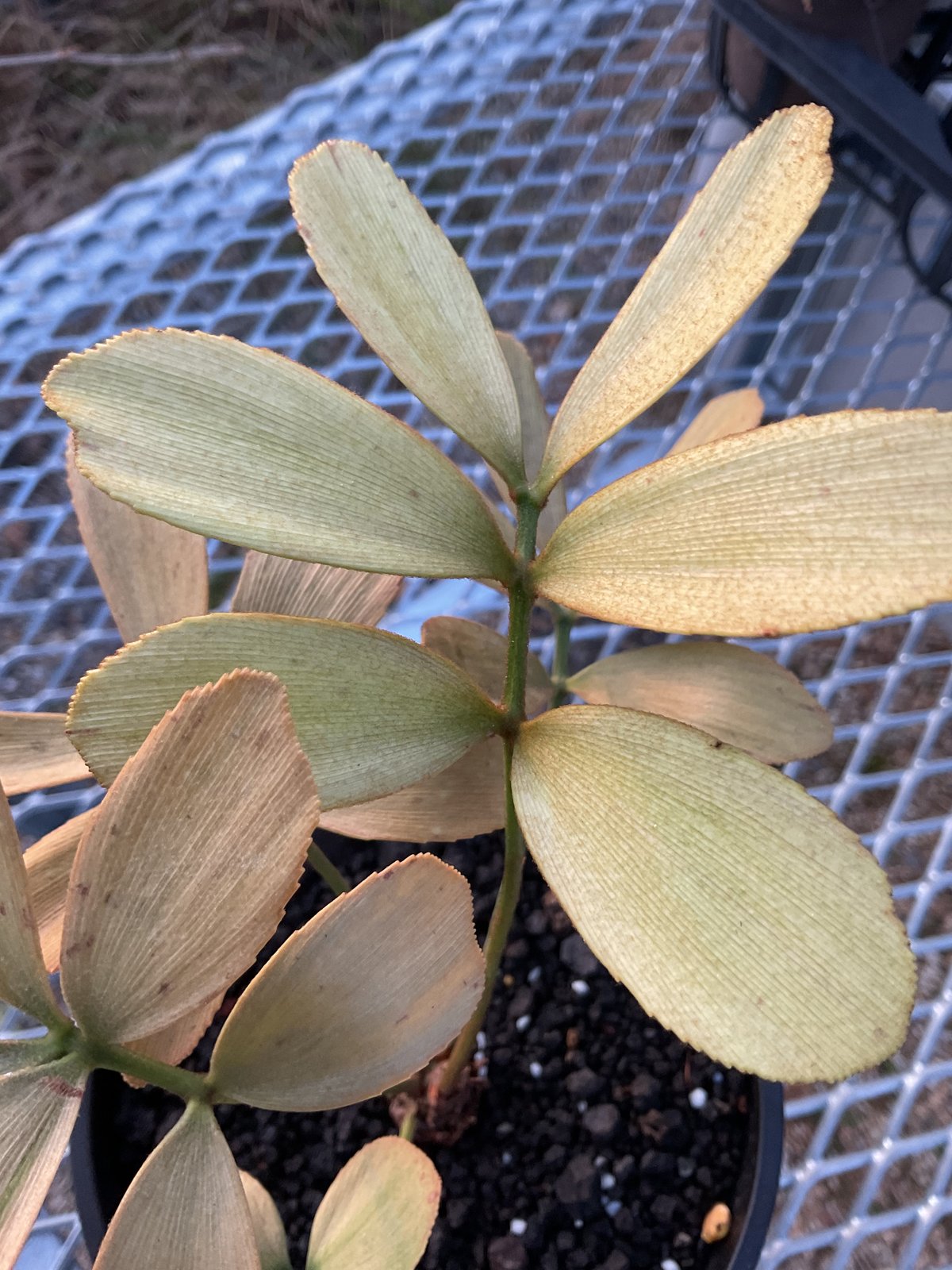 Zamia Furfuracea Variegata Ⅰザミア・フルフラケア 斑入り | Su