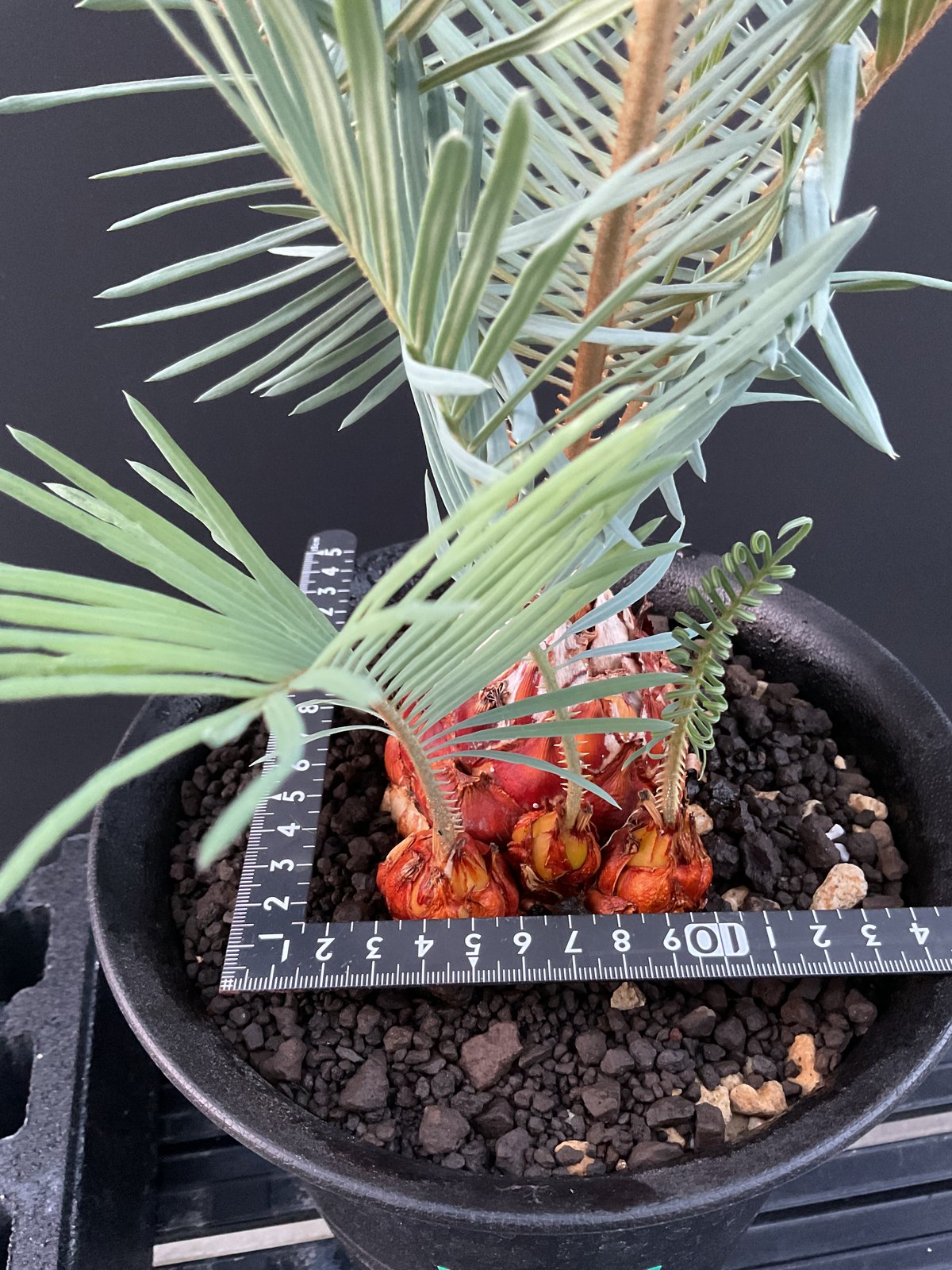 サイカス　コッツシアーナ Cycas・Cupida サイカス・クピダ CU－42 | Sun・Shepherd