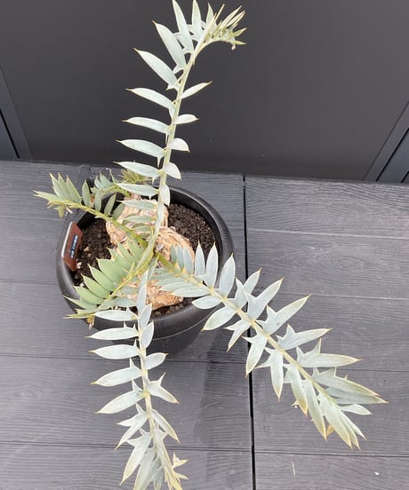 エンセファラルトス・ホリダス　15  Encephalartos horridus