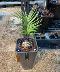 ceratozamia kuesteriana　04  セラトザミア　クエステリアーナ