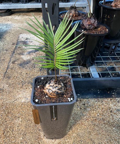 ceratozamia kuesteriana　04  セラトザミア　クエステリアーナ