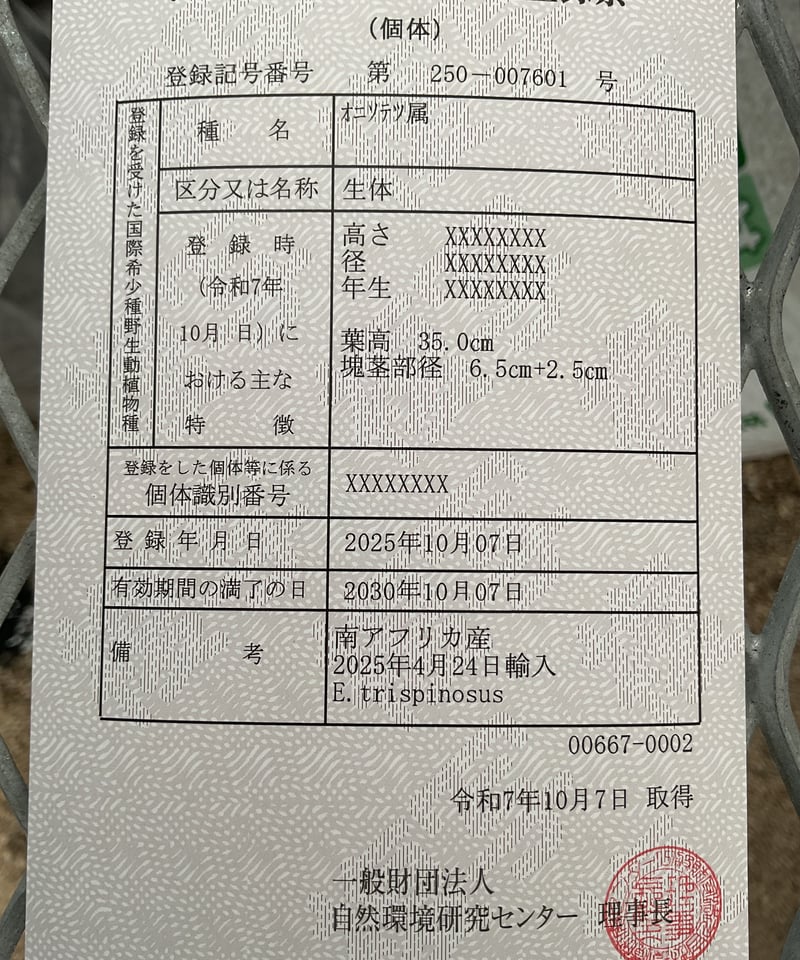 エンセファラルトス・トリスピノーサス ET-02 Encephalartos trispin