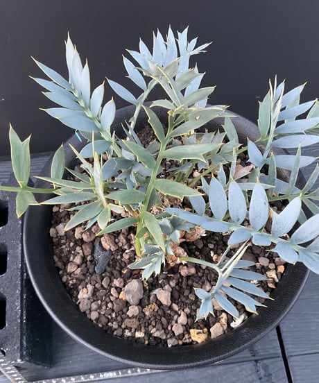 エンセファラルトス・ホリダス　18 Encephalartos horridus  実生
