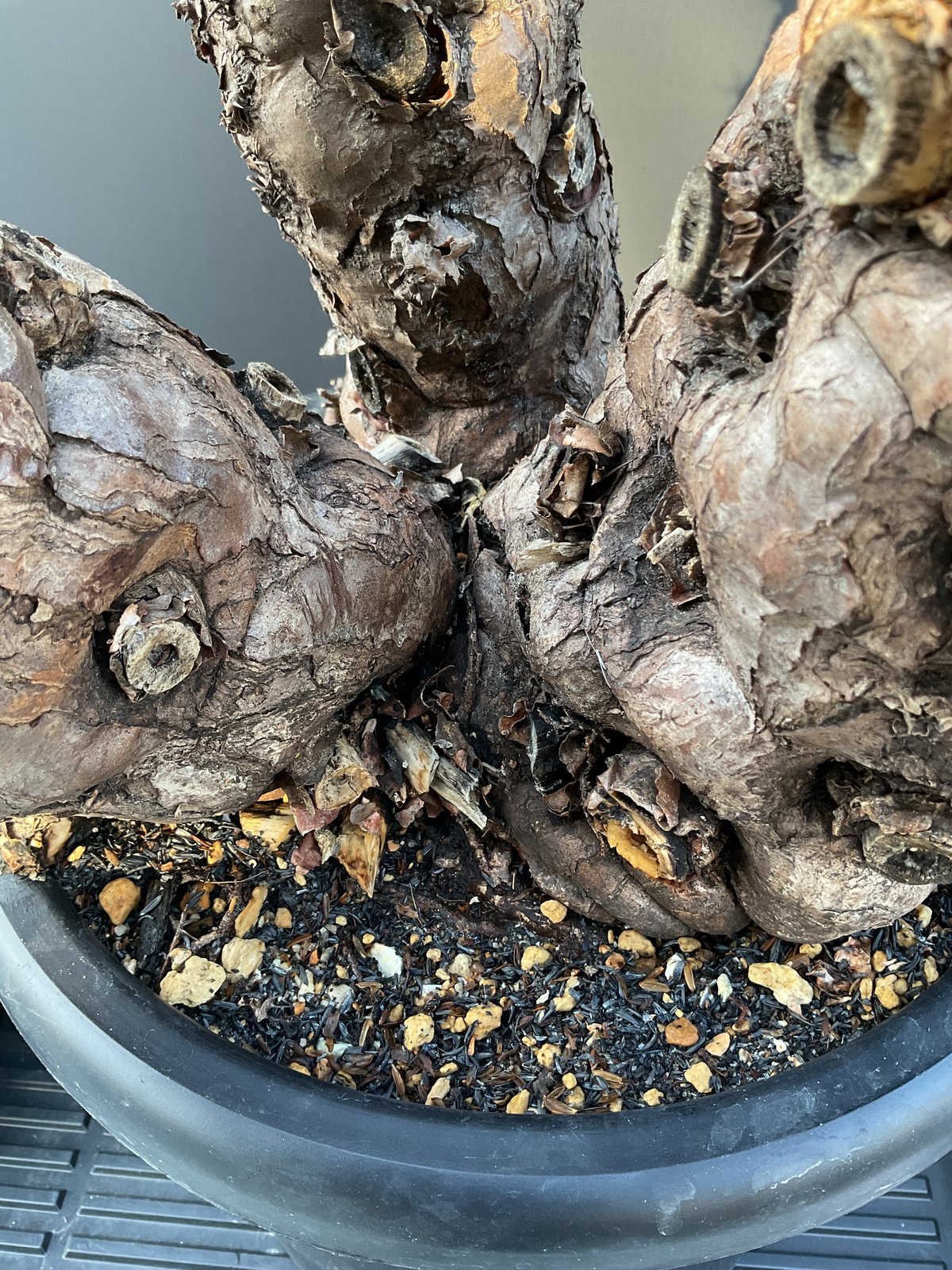 9 ユーフォルビア ムランジーナ 現地球 新鮮良株 極太大株 ベアルート ユーフォルビアムランジーナ発根済大株 60㎝