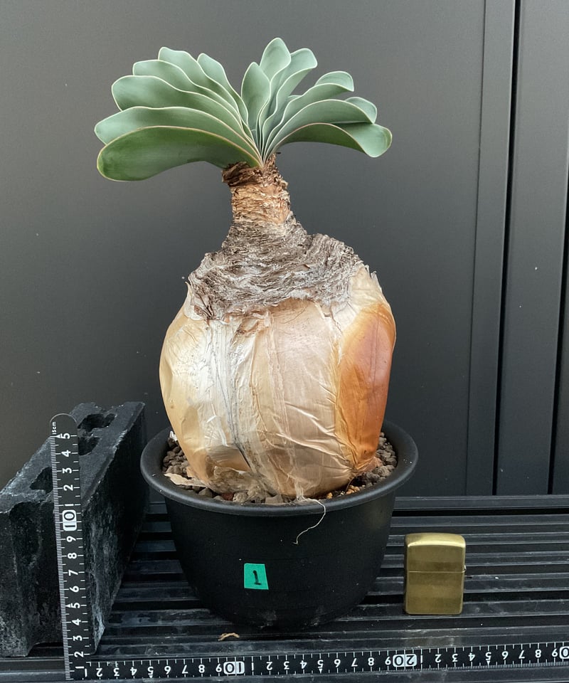 ブーファン・ハエマンソイデス ① Boophane Haemanthoides | Sun・S