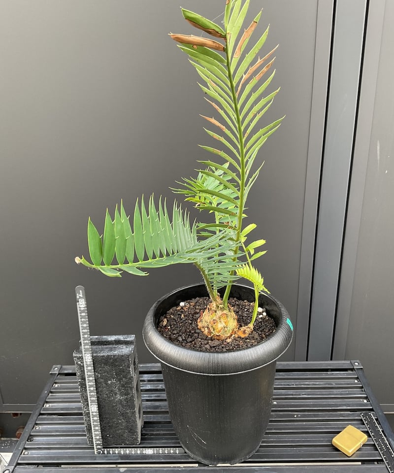 エンセファラルトス・トリスピノーサス ET-02 Encephalartos