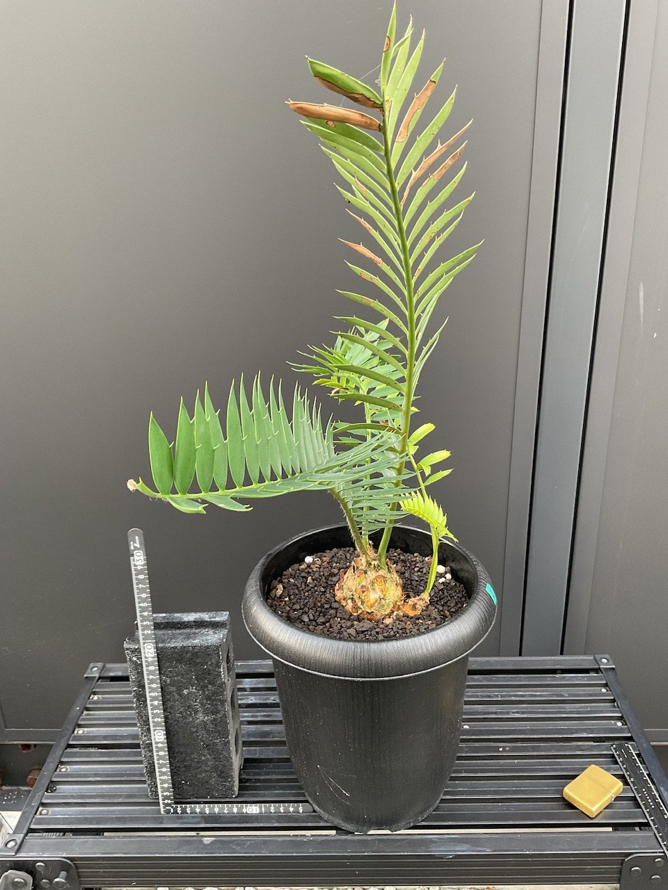 エンセファラルトス・トリスピノーサス ET-02 Encephalartos trispin