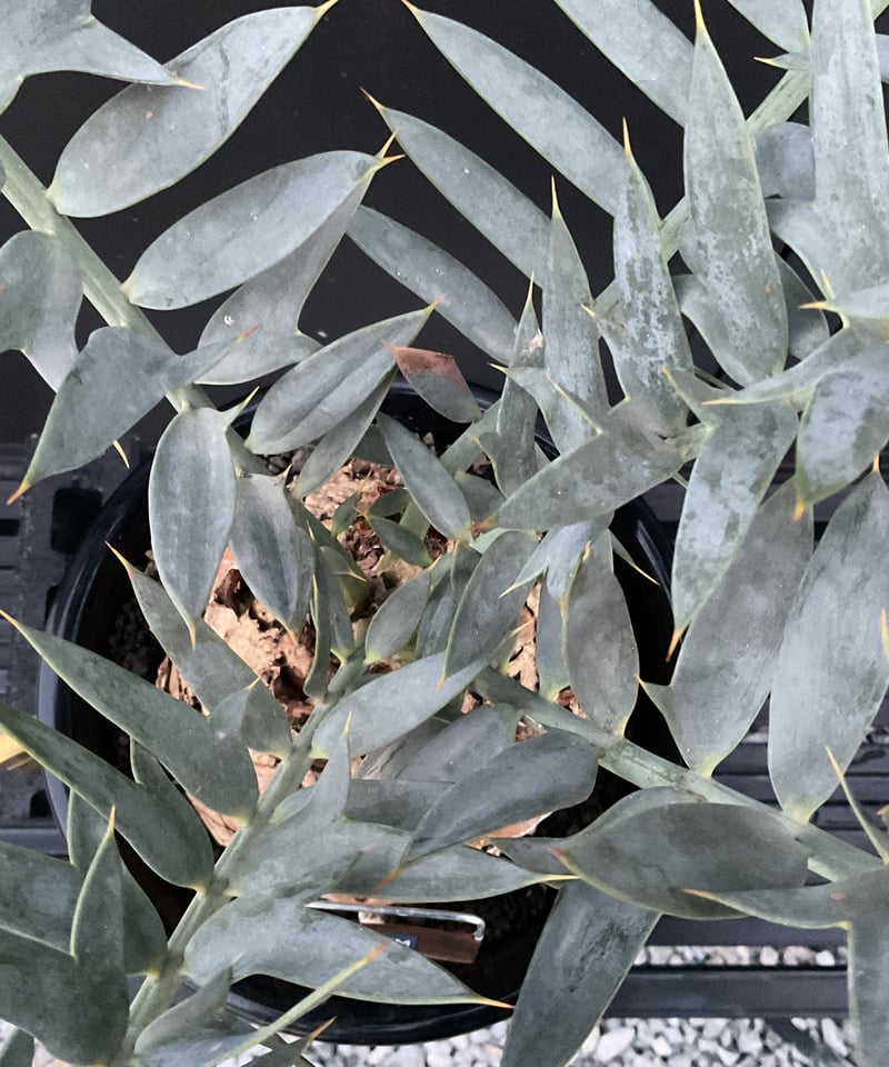 エンセファラルトス・ホリダス Encephalartos horridus | Sun エンセファラルトス・ホリダス Encephalartos horridus | Sun