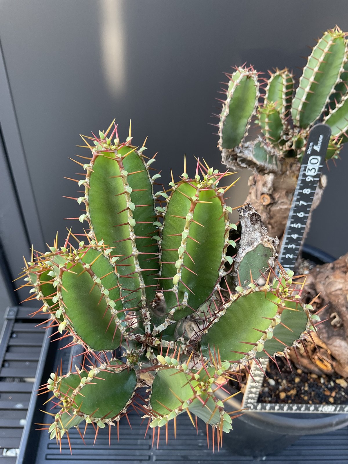 ユーフォルビア ムランジーナ ユーフォルビア ムランジーナ | hanayoshi-botanical