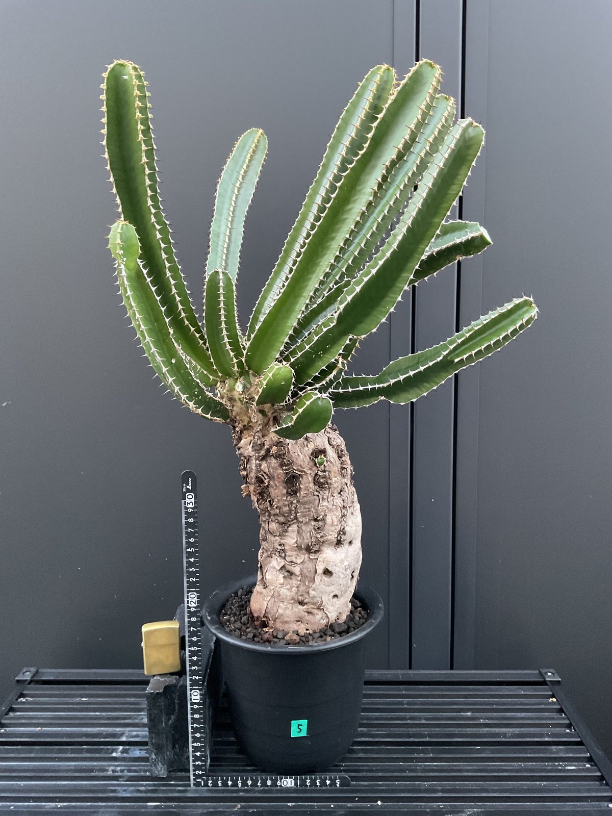 ユーフォルビア　ムランジーナ ユーフォルビア ムランジーナ | STELLA.PLANTS