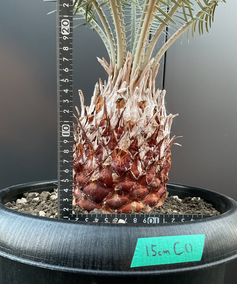 Cycas・couttsiana サイカス・コッシアーナ CO−15cm | Sun・She