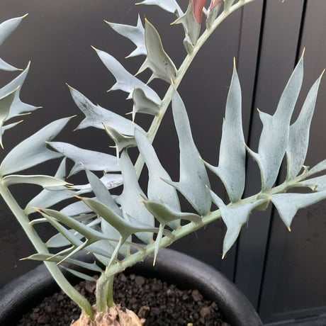 エンセファラルトス | STORES