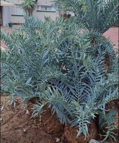 エンセファラルトス・ホリダス　18 Encephalartos horridus  実生