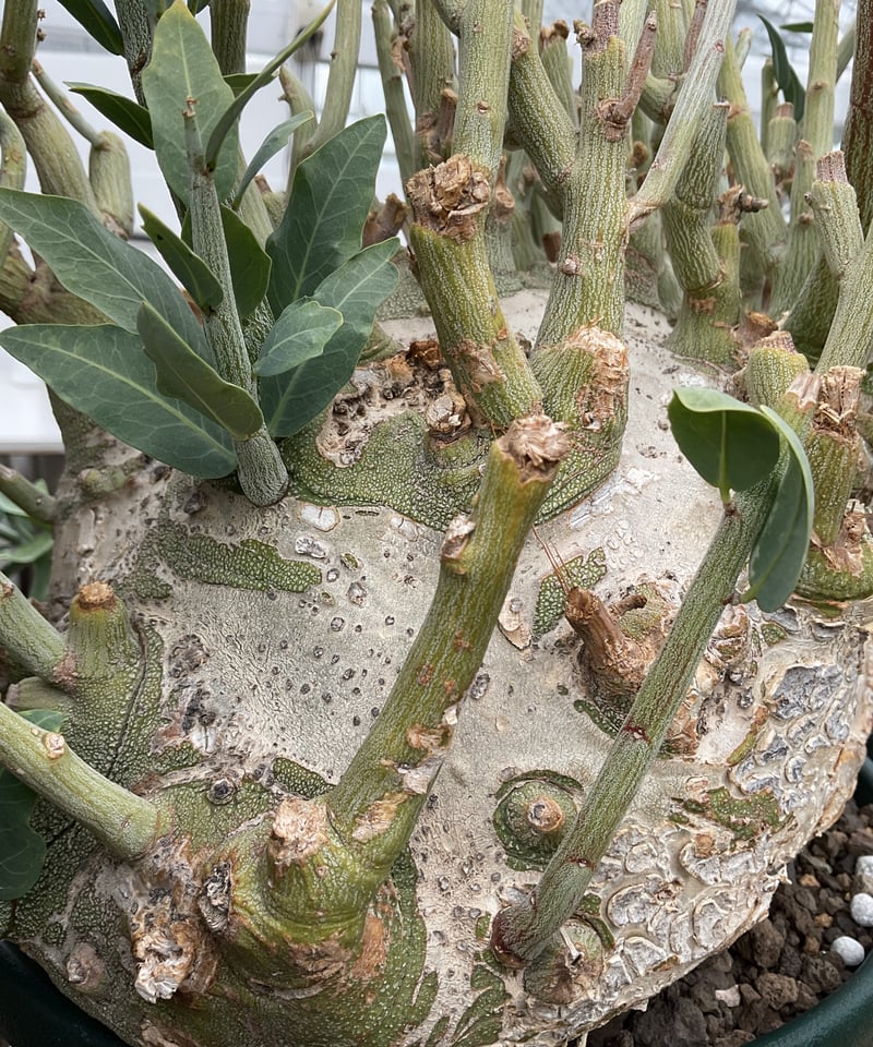 アデニアペチュエリー ベアルート 超大株 ト*ア様 23 激レア 超大株