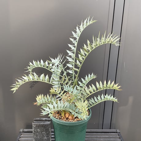 エンセファラルトス | STORES