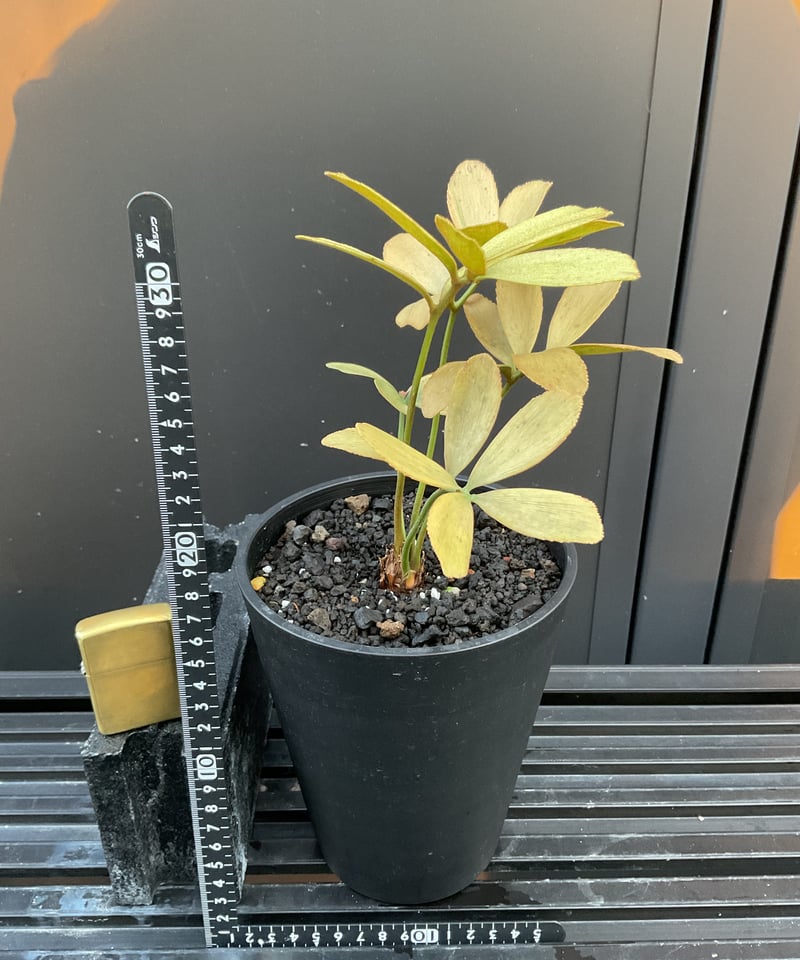 Zamia Furfuracea Variegata Ⅰザミア・フルフラケア 斑入り | Su