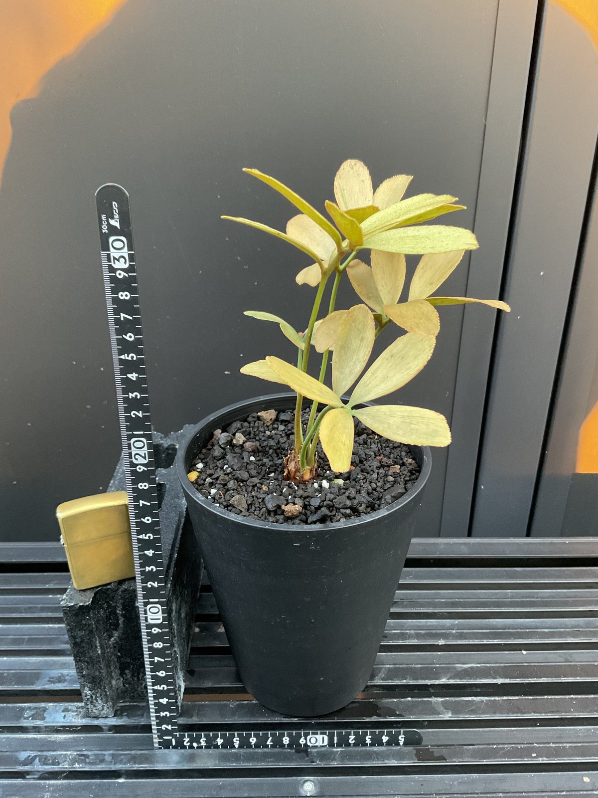 斑入り群生 ザミア フルフラセア