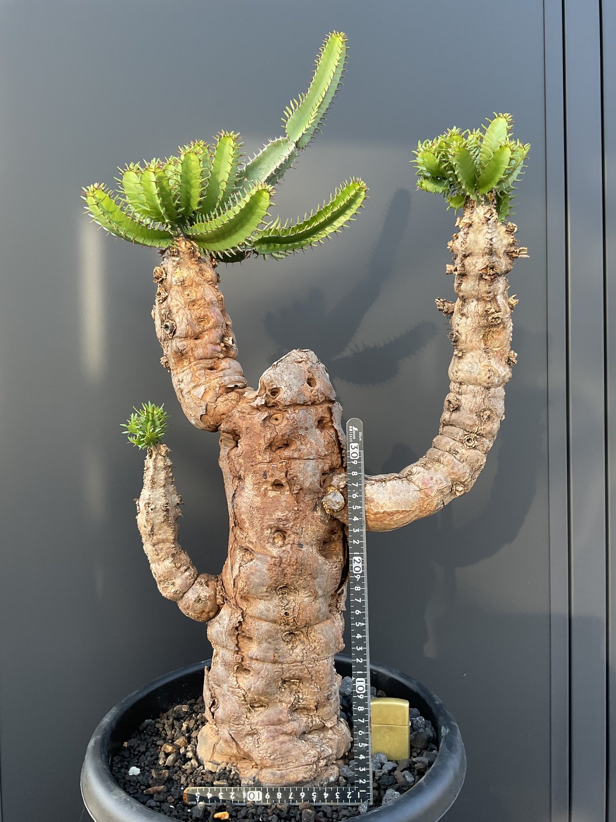 ユーフォルビア ムランジーナ ユーフォルビア・ムランジーナ | Sun・Shepherd