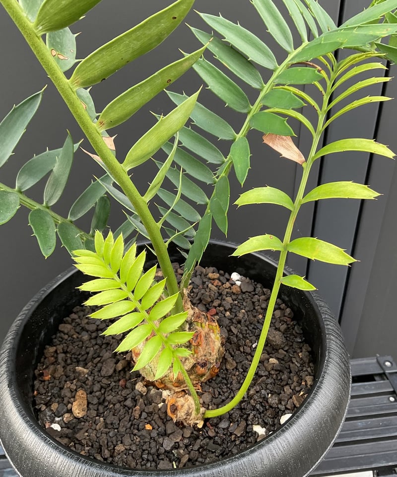 エンセファラルトス・トリスピノーサス ET-02 Encephalartos