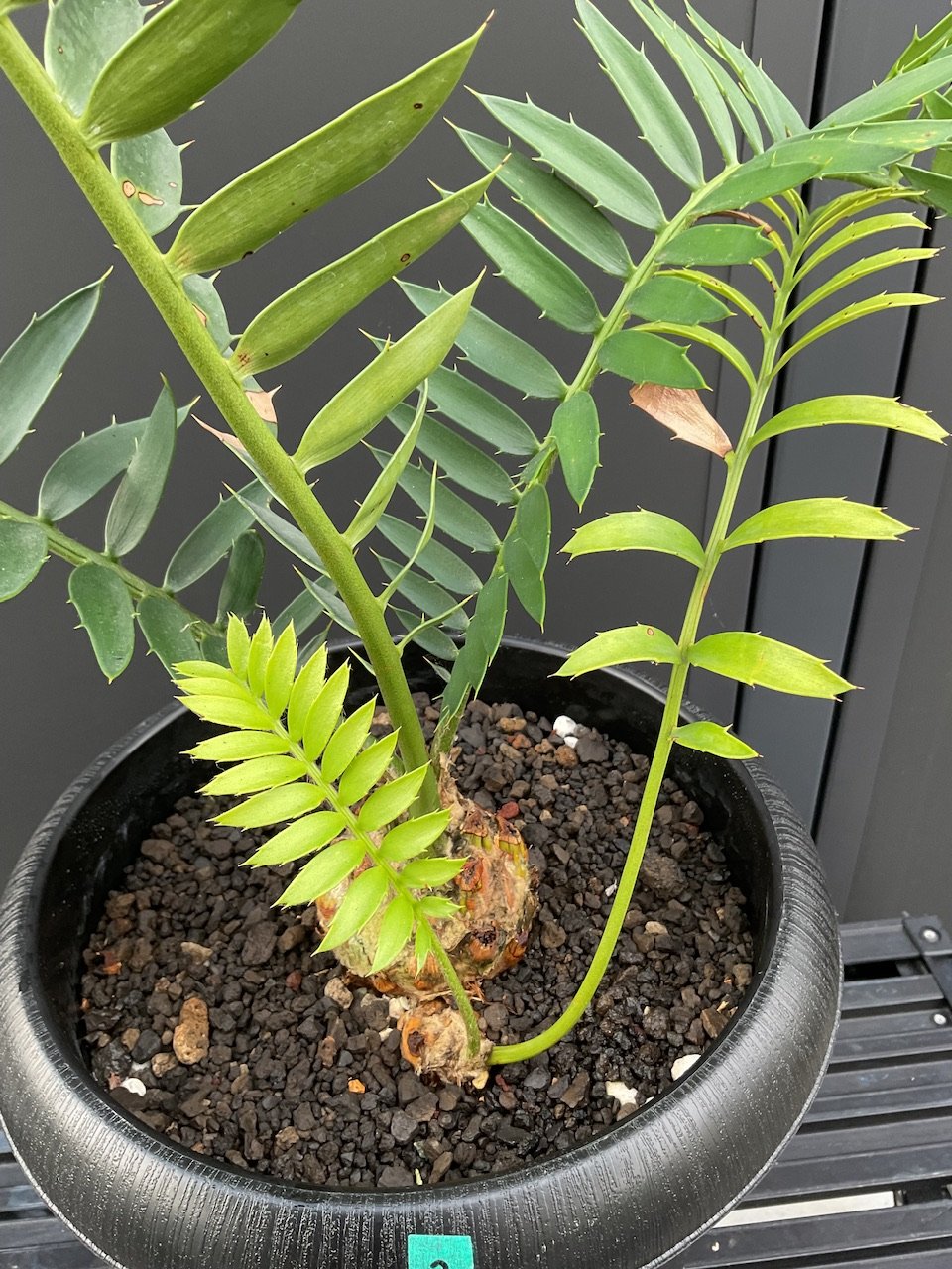 エンセファラルトス・トリスピノーサス ET-02 Encephalartos