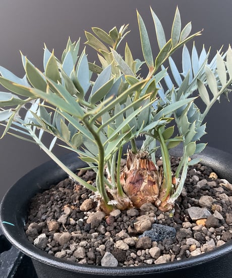エンセファラルトス・ホリダス　18 Encephalartos horridus  実生