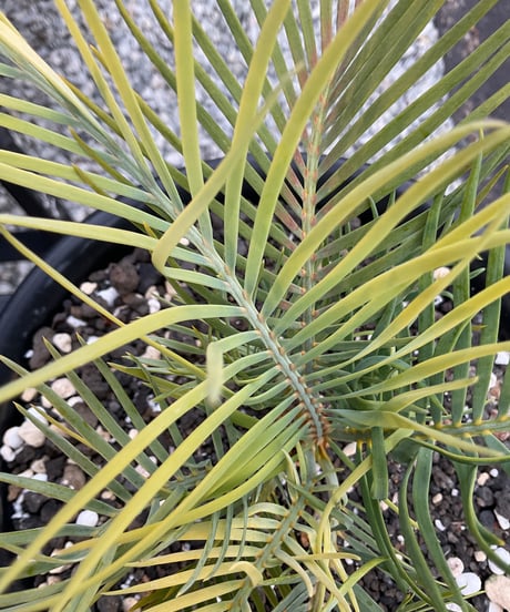 マクロザミア・マクドンネリー（Macrozamia macdonnellii）斑入り　variegated