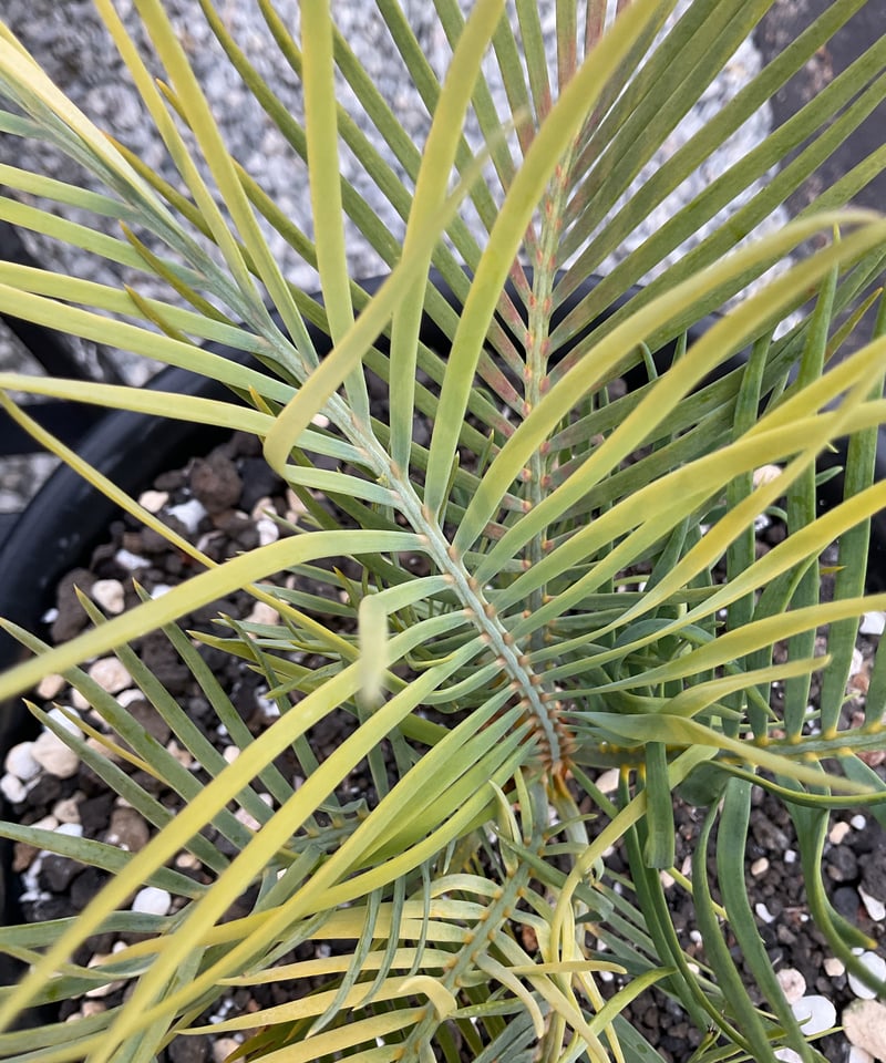 マクロザミア・マクドンネリー（Macrozamia macdonnellii）斑入り vari