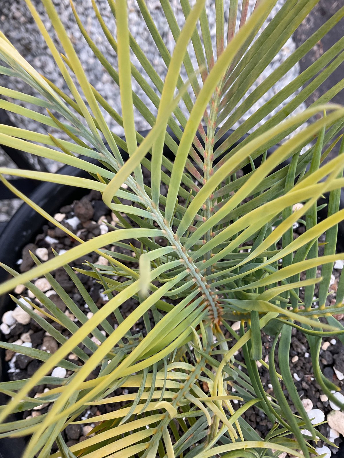 マクロザミア・マクドンネリー（Macrozamia macdonnellii）斑入り vari