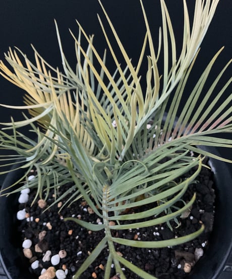 マクロザミア・マクドンネリー（Macrozamia macdonnellii）斑入り　variegated